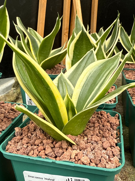 Dracaena ‘Hahnii’