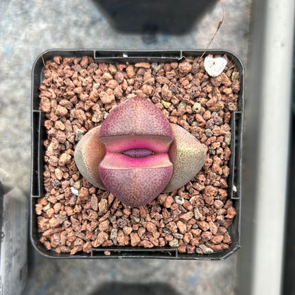 Pleiospilos nelii "Royal Flush"
