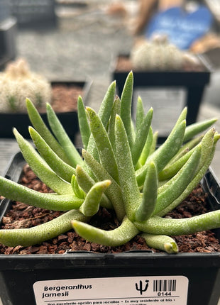 Bergeranthus jamesii