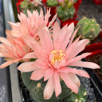 Gymnocalycium horstii