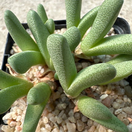 Cheiridopsis delphinoides |Delfín de Namaqualand