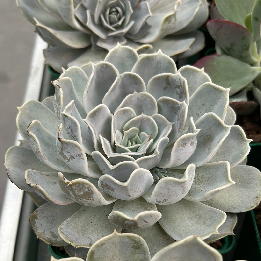 Echeveria simulans x runyonii