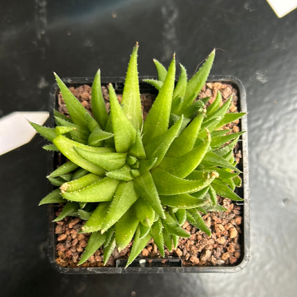 Haworthia chloracantha