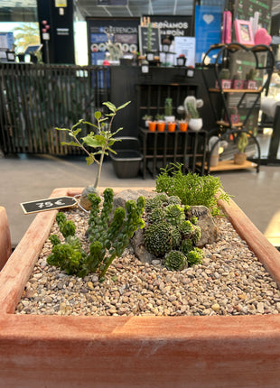 Cactus Composition #7 (In-Store Pickup)