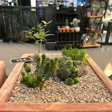 Cactus Composition #7 (In-Store Pickup)