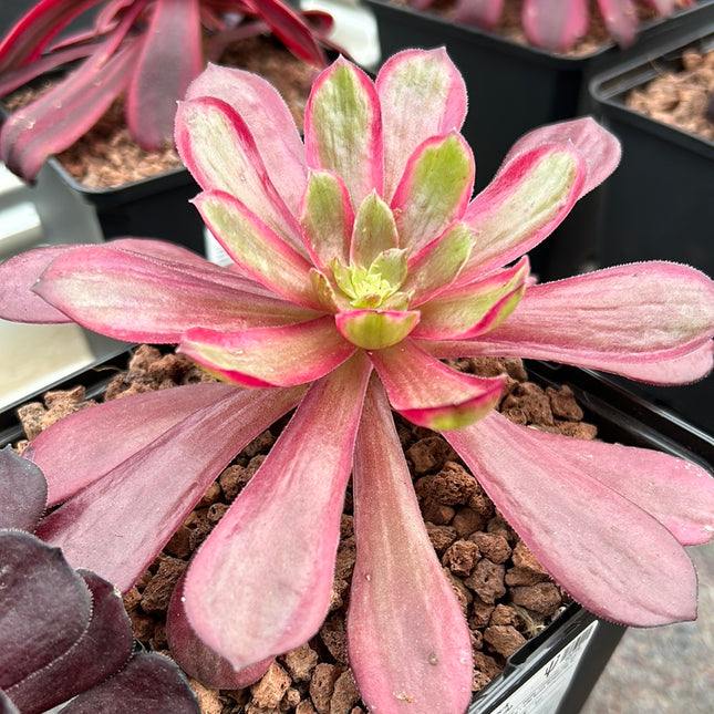 Aeonium 'Jack Catlin' variegated