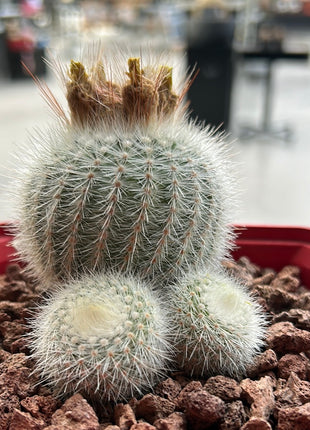 Notocactus scopa