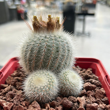 Notocactus scopa