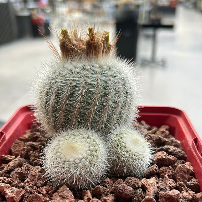Notocactus scopa