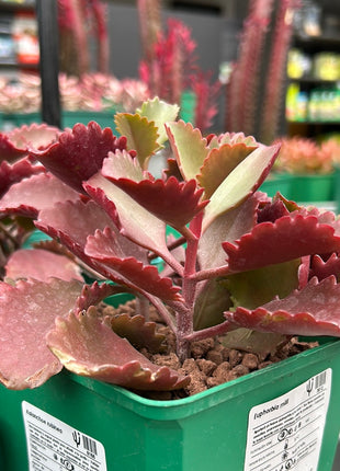Kalanchoe rubinea 'S' 'M' and 'L'