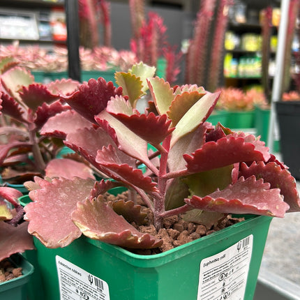 Kalanchoe rubinea