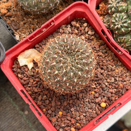 Weingartia steinbachii subsp. markusii