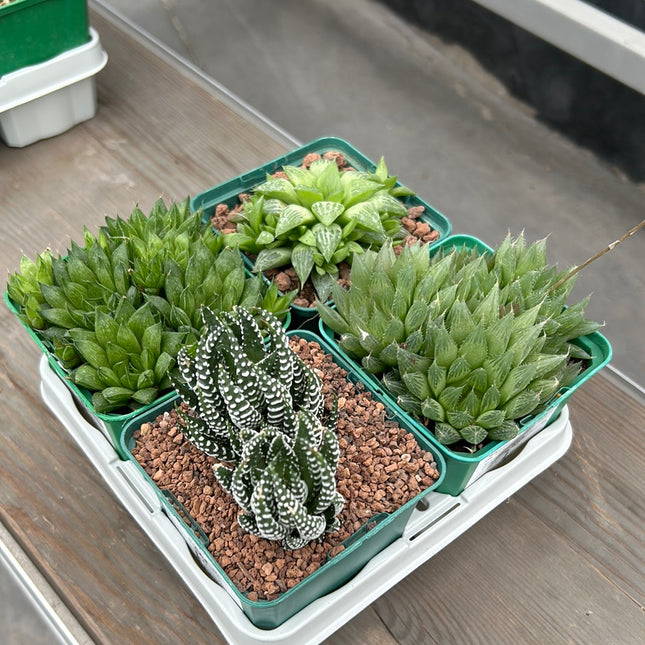 Desert PACK Haworthias