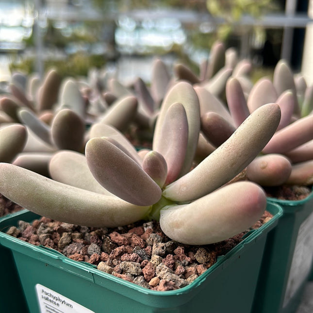 Pachyphytum saltense