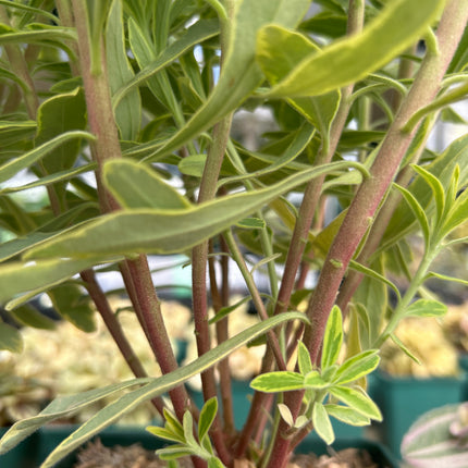 Euphorbia x martinii „Ascot Rainbow“