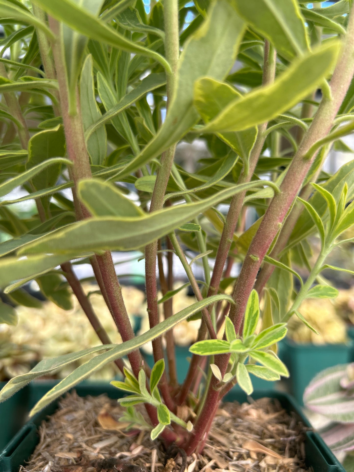 Euphorbia x martinii "Ascot Rainbow"