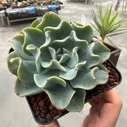 Echeveria ‘Blue Ruffles’