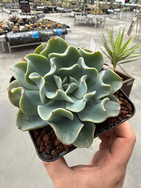 Echeveria ‘Blue Ruffles’