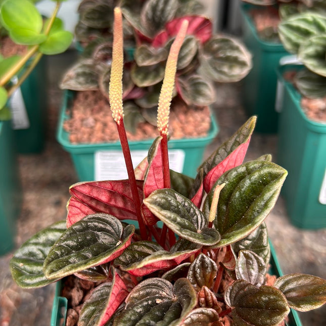 Peperomia caperata “brasilia”