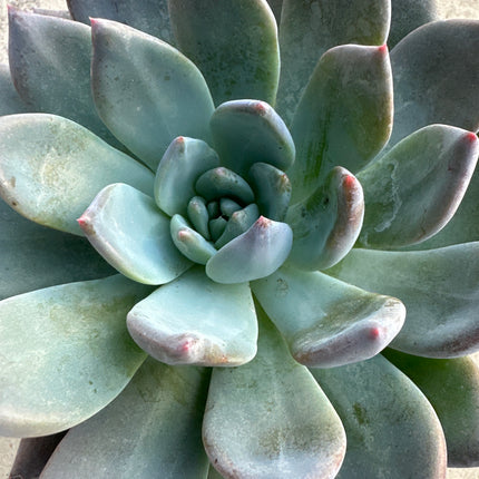 Echeveria 'Blue Prince' | El Principe Azul