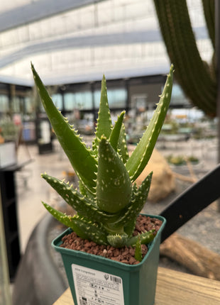 Aloe congolensis