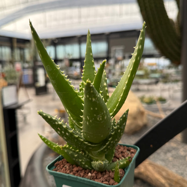 Aloe congolensis