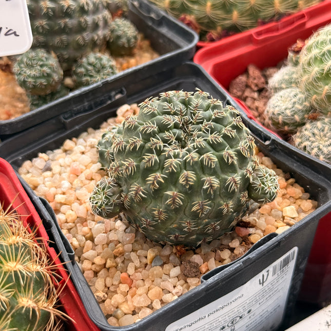 Weingartia pasopayana
