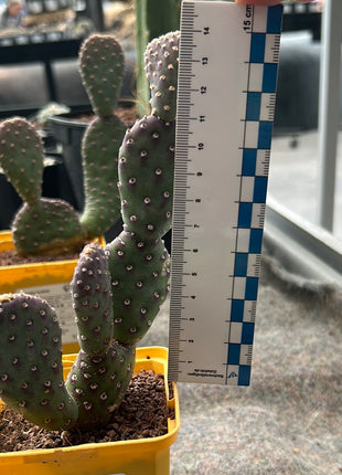 Opuntia Basilaris