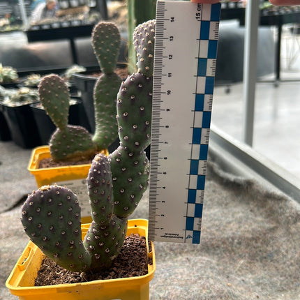 Opuntia Basilaris