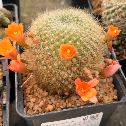 Aylostera muscula