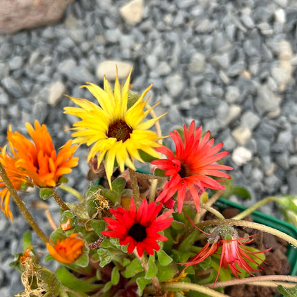 Dorotheanthus bellidiformis