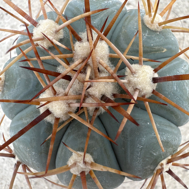 Echinocactus horizonthalonius