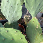 2 palas