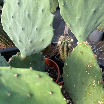 Opuntia undulata