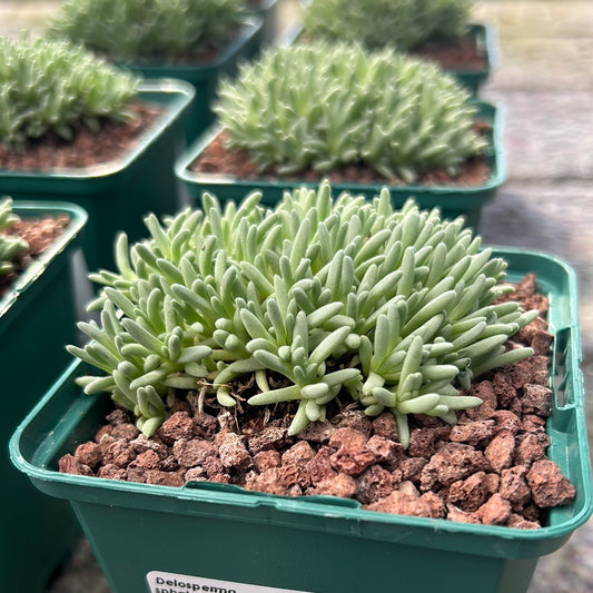 Delosperma sphalmantoides