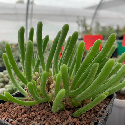 Monilaria moniliformis