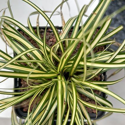 Carex oshimensis evergold