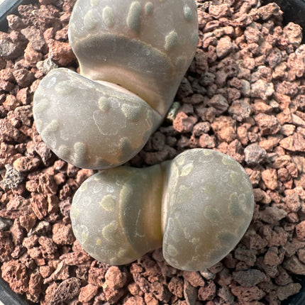 Lithops otzeniana C128