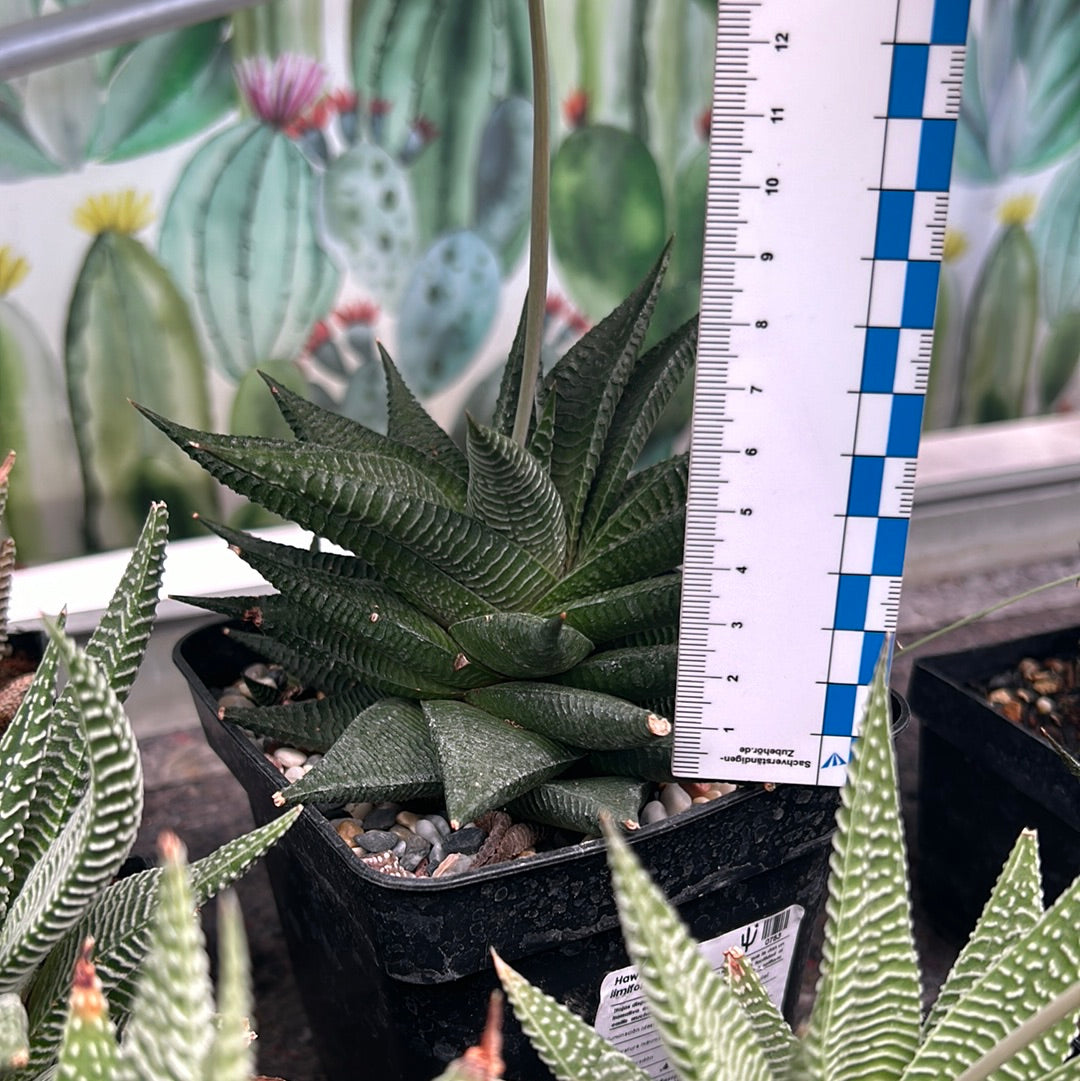 Haworthiopsis limifolia 'Twister'