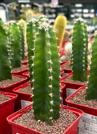 Cereus peruvianus 'Florida'