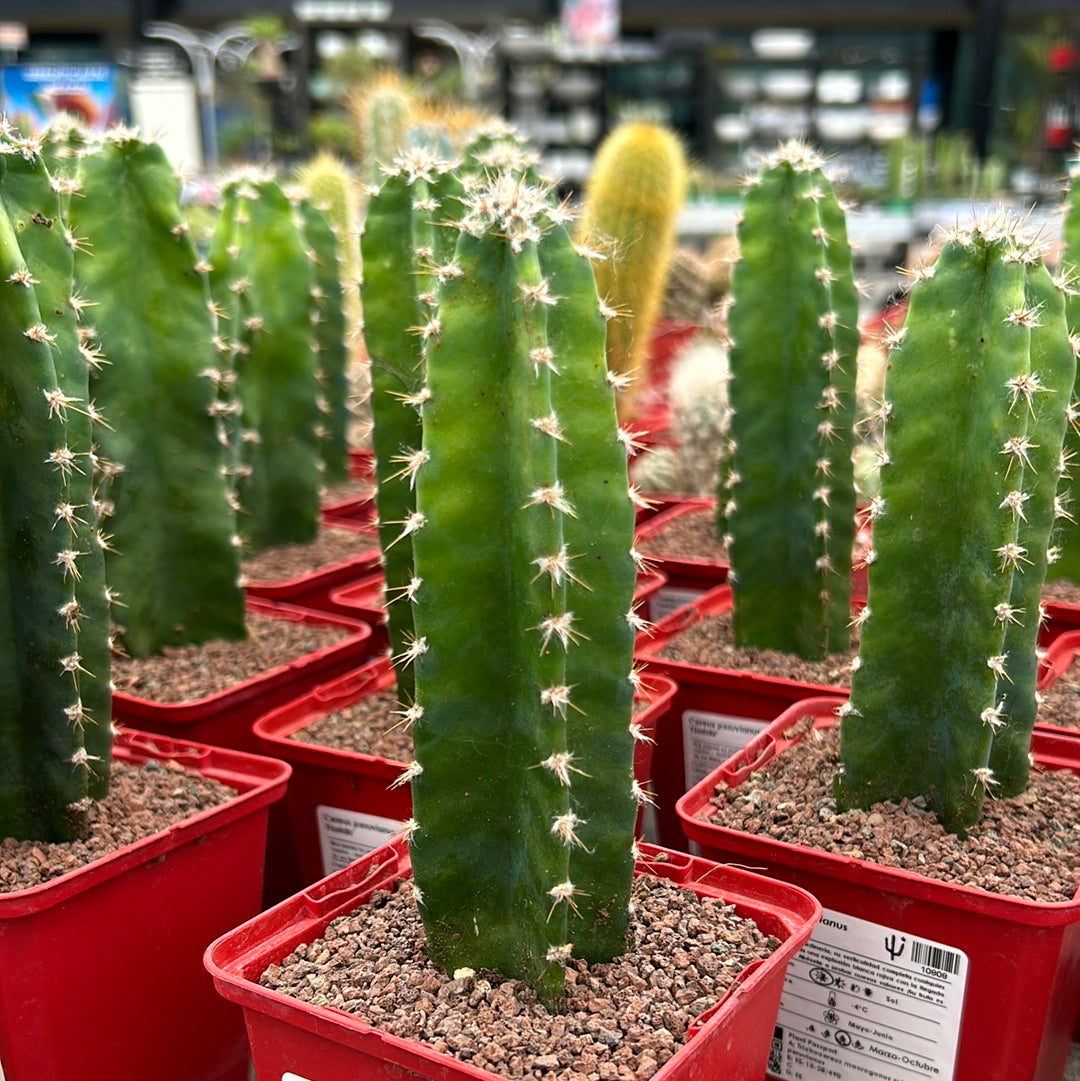 Cereus peruvianus ‘Florida’