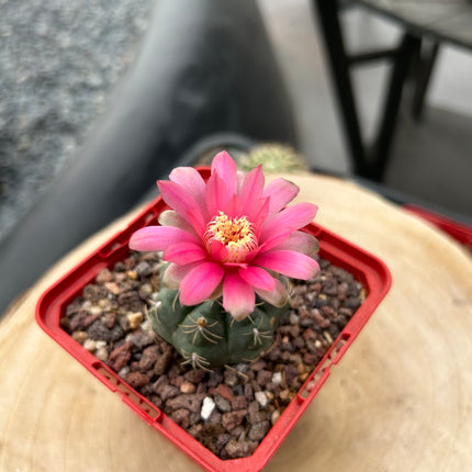 Gymnocalicyum baldianum