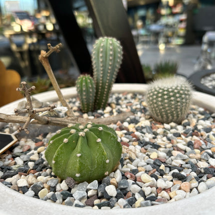 Cactus Composition #3 (Pickup in store)