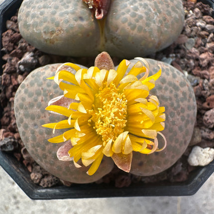 Lithops localis (ex. L. terricolor) C253