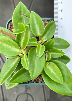 Peperomia pereskiifolia