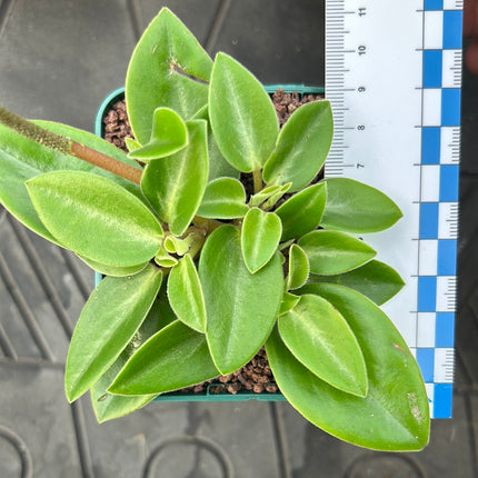 Peperomia pereskiifolia
