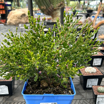 Boronia crenulata