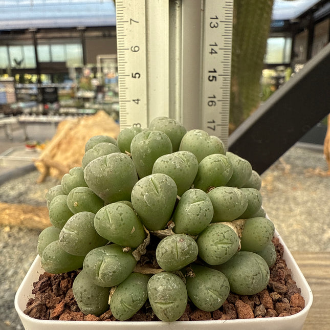 Conophytum ficiforme