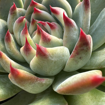 Echeveria 'Cubic Frost' | The Geometric Ice Rose