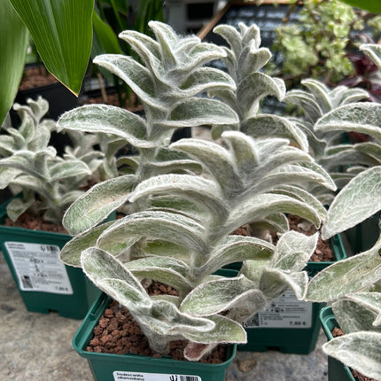 Tradescantia Sillamontana